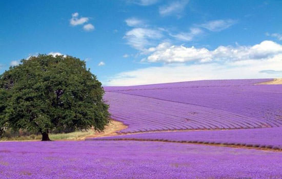 campo de lavanda