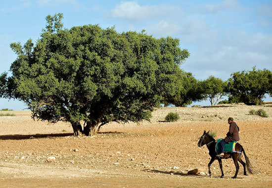 Argán, el árbol de la vida