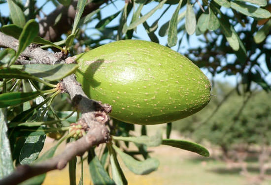 fruto del árbol de Argán del que se extrae el aceite