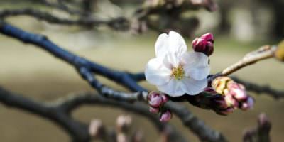 flor del cerezo