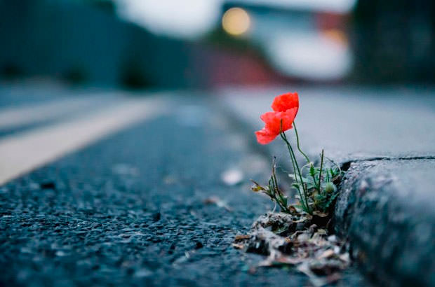 Cómo las amapolas, fuertes y frágiles, se convirtieron en un