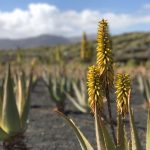 planta Aloe Vera de Lanzarote