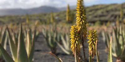 planta Aloe Vera de Lanzarote