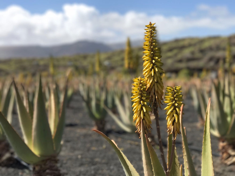 planta Aloe Vera de Lanzarote