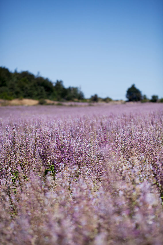 France Provence