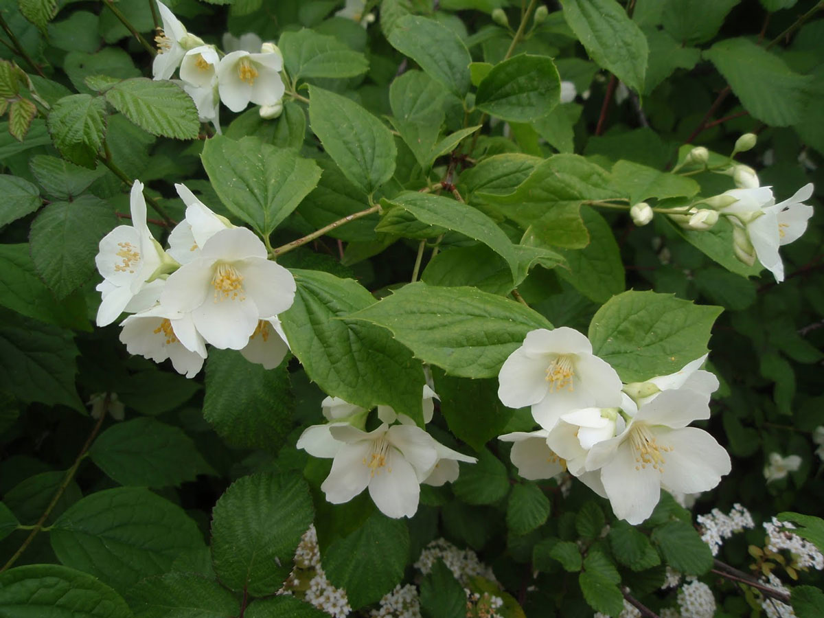 flor de celinda o jeringuilla